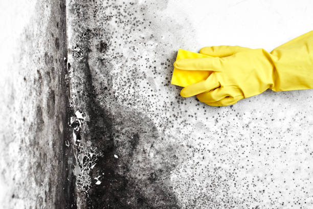 Mold Removal and Inspection in Somerset, TX