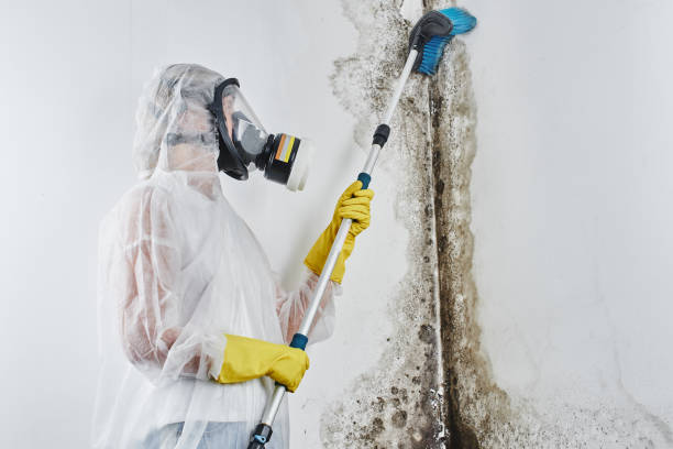Best Mold Testing  in Somerset, TX