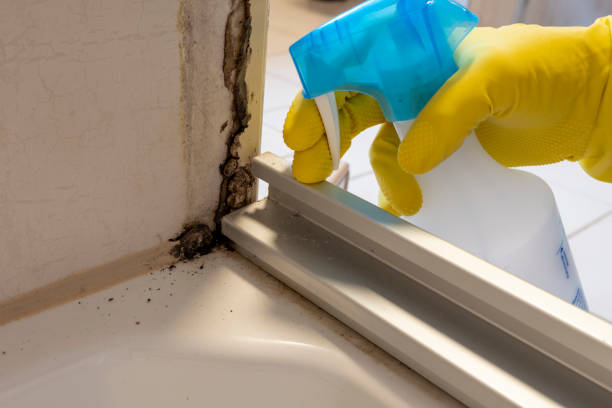 Best Mold Removal Company Near Me  in Somerset, TX
