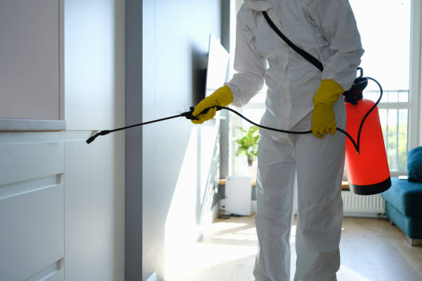 Best Black Mold Removal  in Somerset, TX