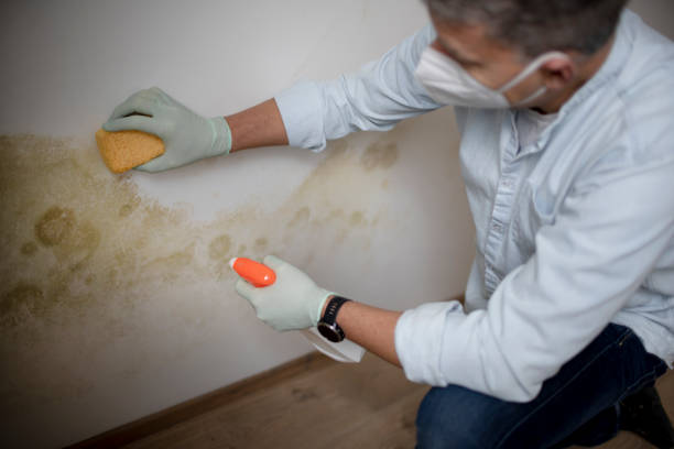 Best Mold Remediation  in Somerset, TX