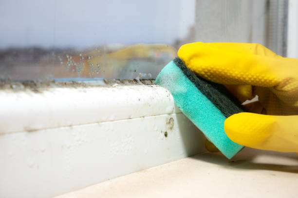 Best Fast Mold Removal  in Somerset, TX