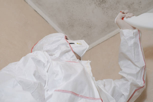 Best Mold Removal Specialists  in Somerset, TX