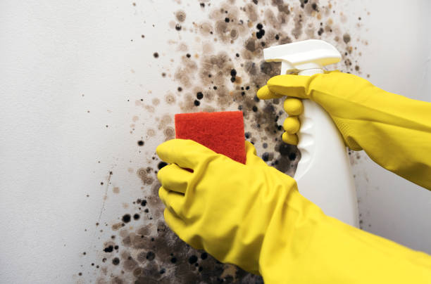 Best Mold Removal Specialists  in Somerset, TX