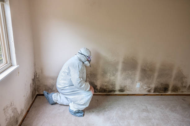 Best Certified Mold Removal  in Somerset, TX