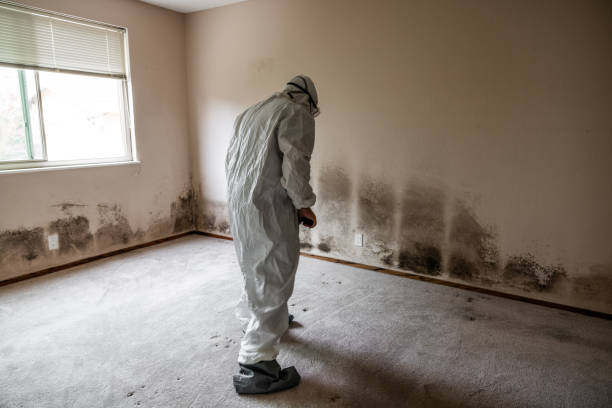 Attic Mold Removal in Somerset, TX