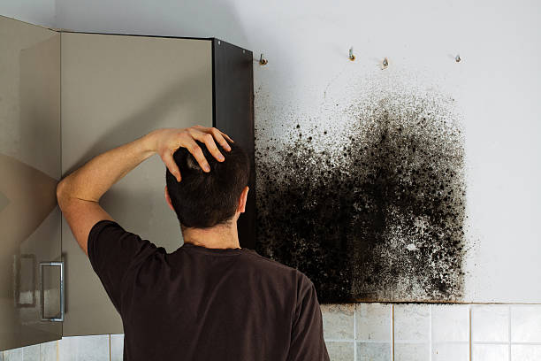 Best Same-Day Mold Removal  in Somerset, TX