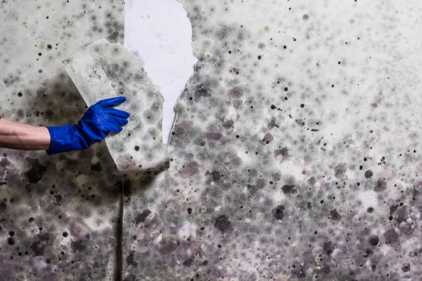Best Toxic Mold Removal  in Somerset, TX