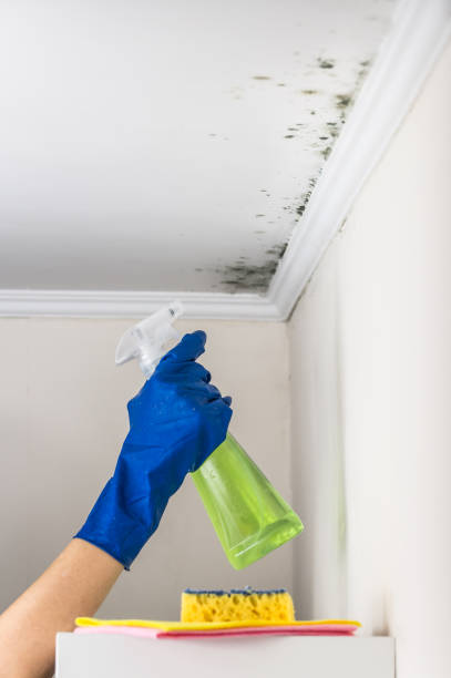 Best Mold Testing  in Somerset, TX